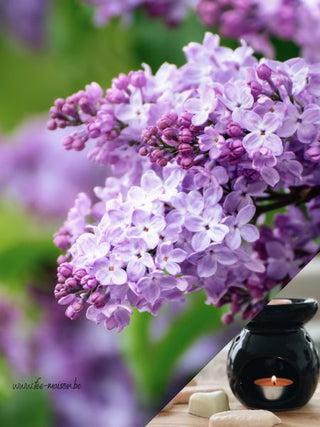 Fondants Lilas - 1,50 €/pc à partir de 2 - Fee maison