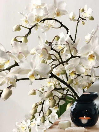 Orchidée Blanche - Fee maison
